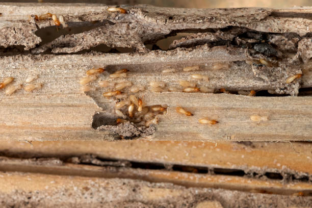 Best Pest Prevention Services  in Solvang, CA