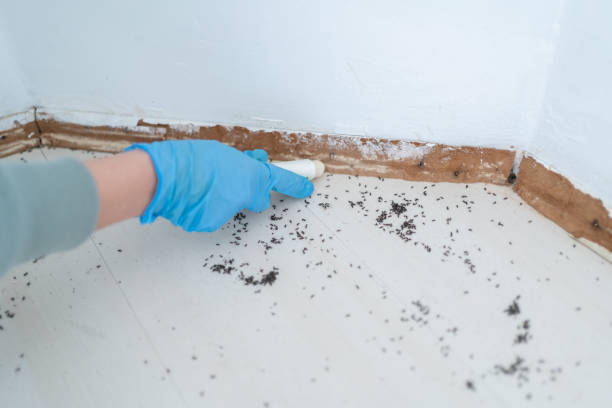 Best Pest Control Near Me in Solvang, CA