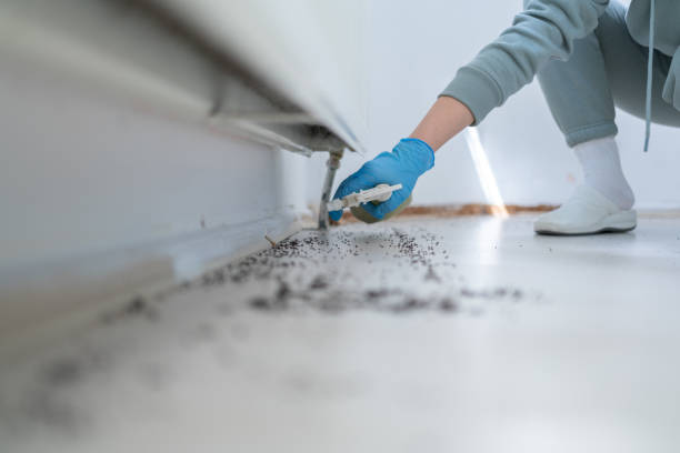 Flea Control Services in Solvang, CA